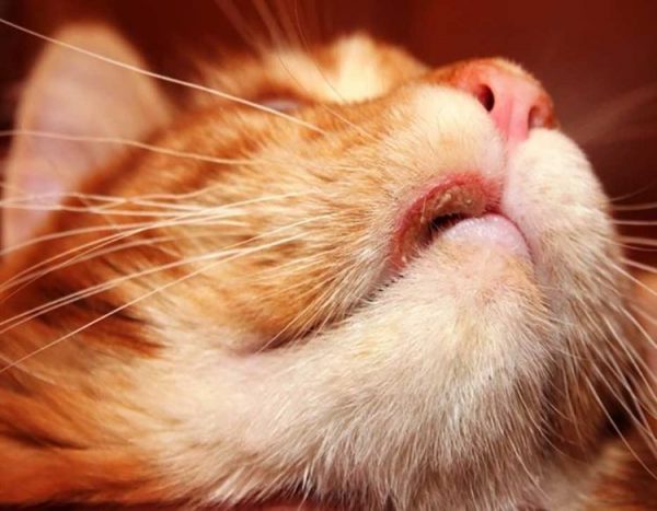 Эозинофильная гранулема у кошек: описание и причины