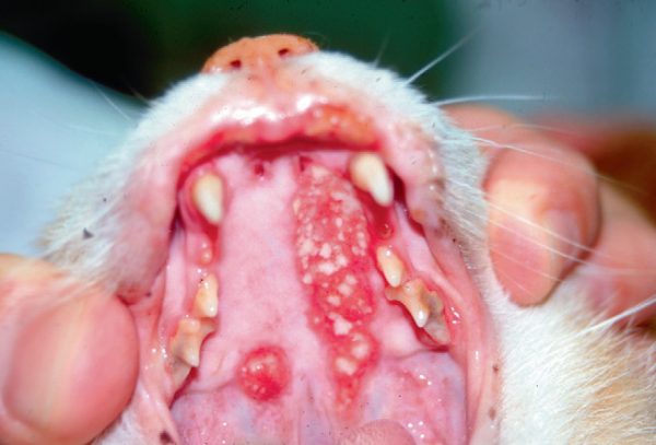 Эозинофильная гранулема у кошек: лечение
