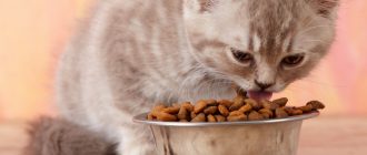 Можно ли кормить кота сухим кормом и домашней едой, можно ли так кормить котенка