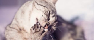 Почему кошки уходят умирать из дома