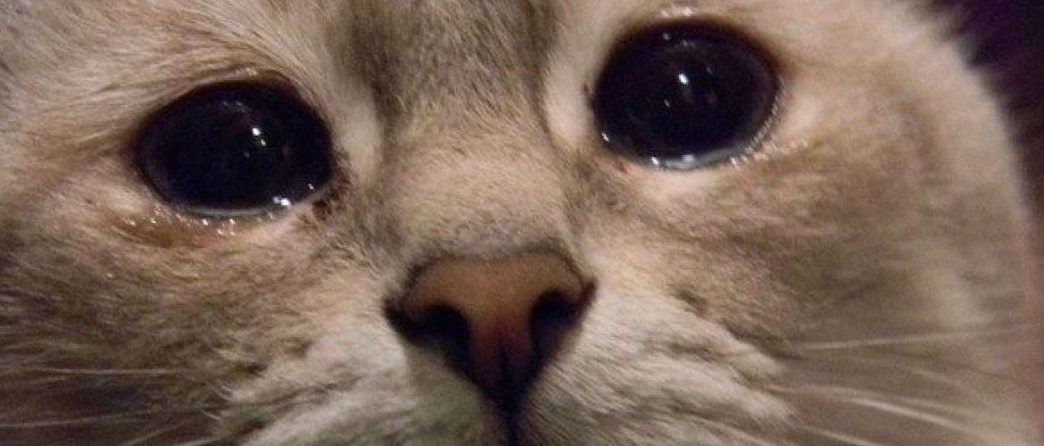 У котенка слезятся глаза от чего помогает thumbnail