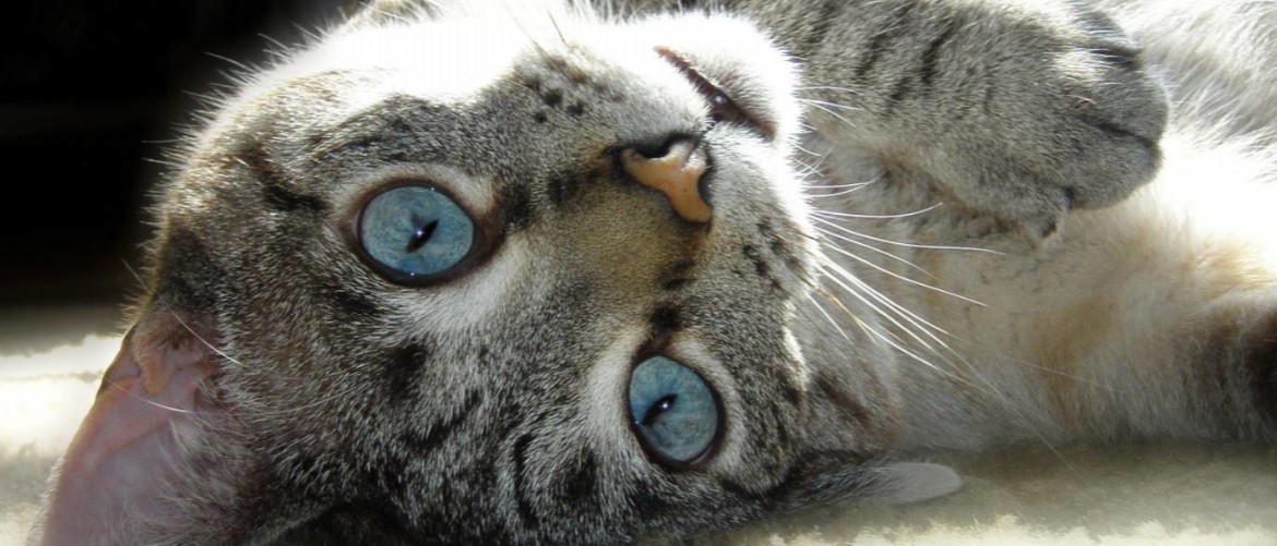 Кровавые выделения у кошки из петли — Беременность и роды