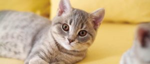Кот крипторх что это. Смотреть фото Кот крипторх что это. Смотреть картинку Кот крипторх что это. Картинка про Кот крипторх что это. Фото Кот крипторх что это