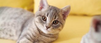 Как кастрируют котов виды и особенности процедур