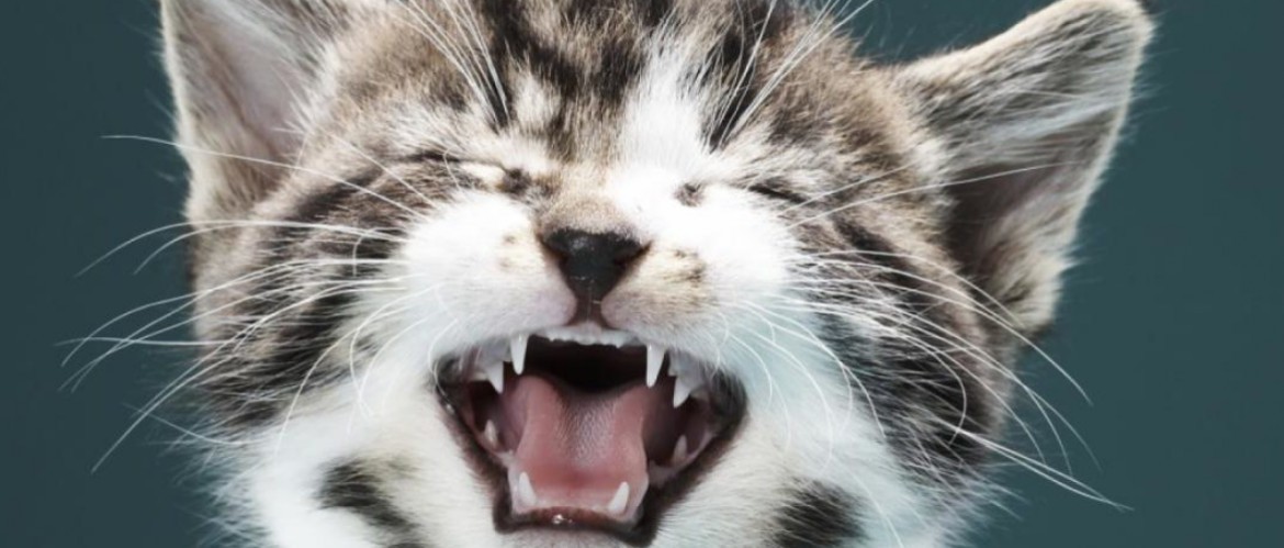 Кот чихает причины и помощь питомцу