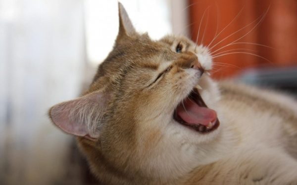 Котенок чихает: причины проблемы