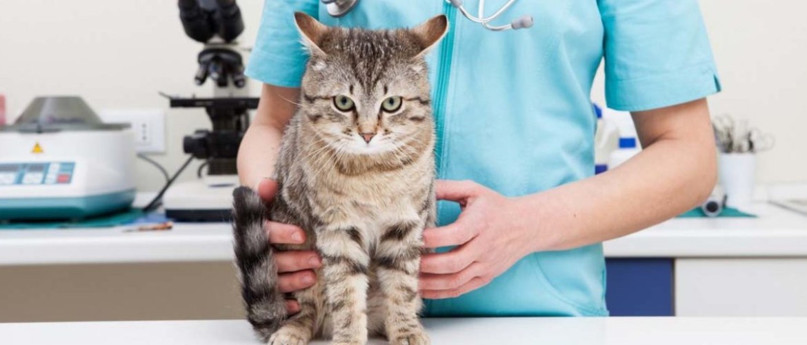 Какое лекарство от аллергии на кошек лучше