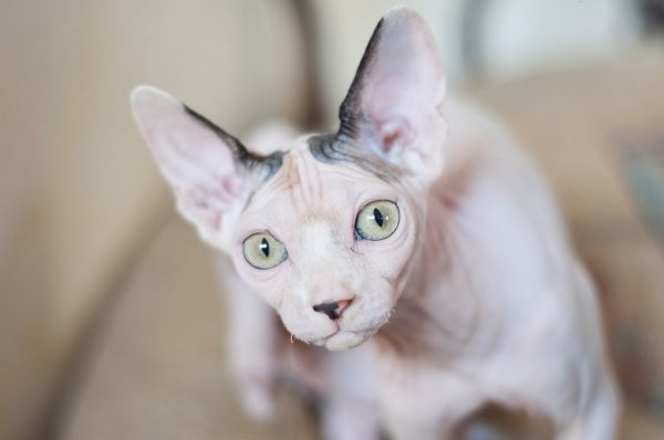 Как узнать, что кошка породы Сфинкс беременна?