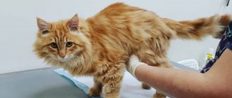 Как правильно сдать биохимический анализ крови у кошек