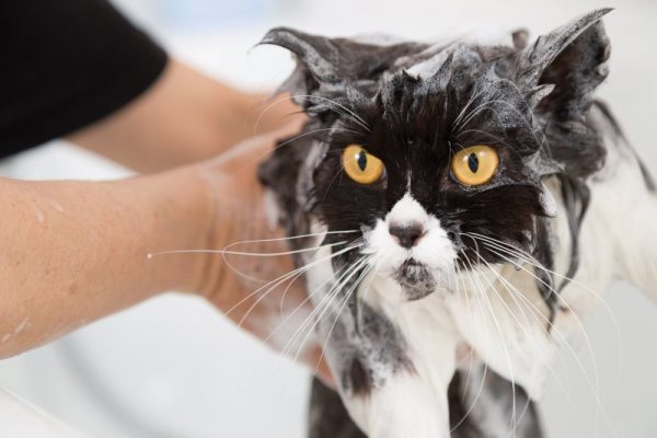 Зачем мыть кошку после операции