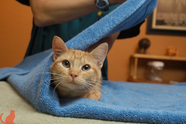 Чем можно мыть прооперированного кота?