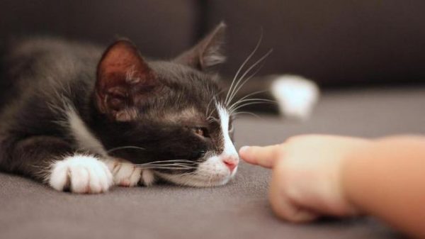 Отек легких у кошек: лечение