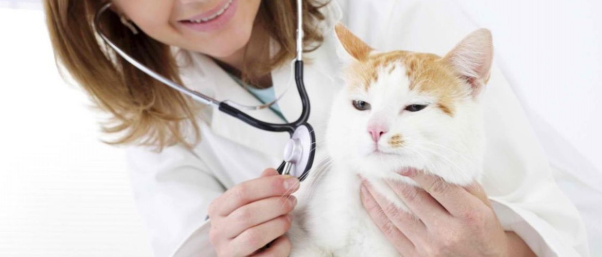 Можно ли вылечить отк легких у кошки симптомы и прогноз лечения смертельно ли это