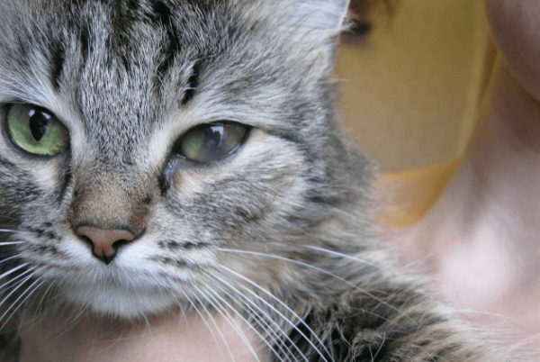 Выделения из глаз у кошек: норма или патология