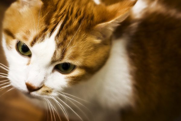Лечение выделений из глаз у кошек