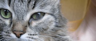 У кота слезятся глаза методы лечения и профилактики