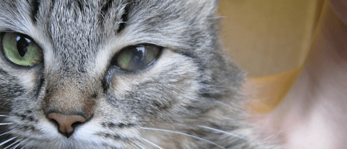 Выделения из глаз у кошки причины лечение thumbnail