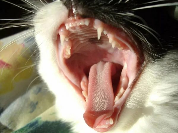 Почему у котенка неприятный запах изо рта: причины