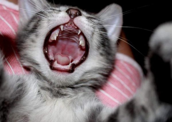 У котенка пахнет изо рта: когда необходима помощь ветеринара