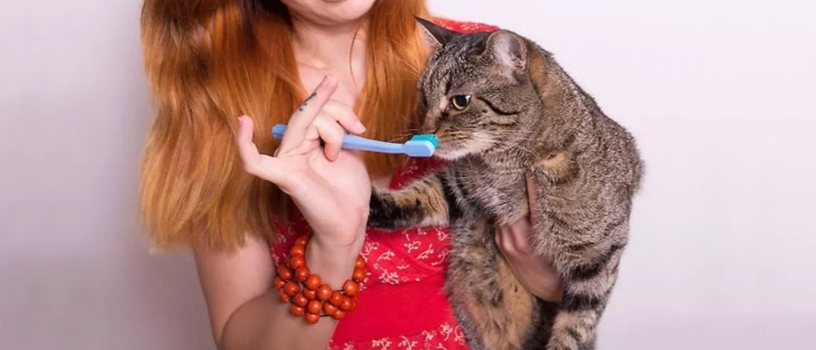 Почему у котенка пахнет изо рта: причины вони, как избавиться, как предотвратить