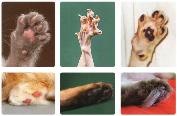Аномалии развития пальцев у кошек: что делать