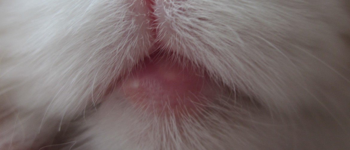 У кота опухла нижняя губа и на ней белые точки thumbnail