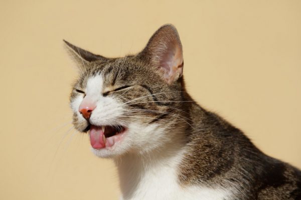 Причины появления рвоты у кошек