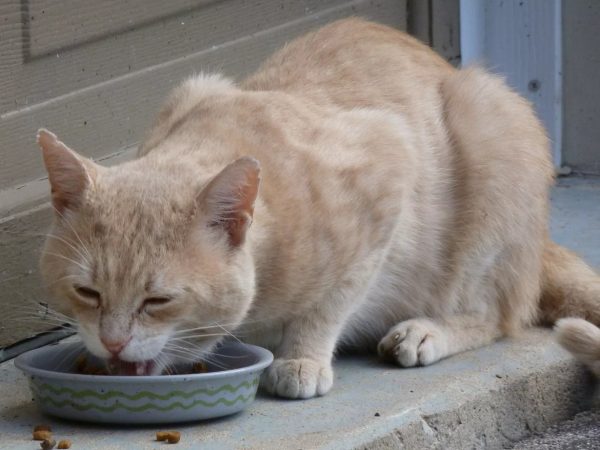 Кошку рвет после еды непереваренной пищей