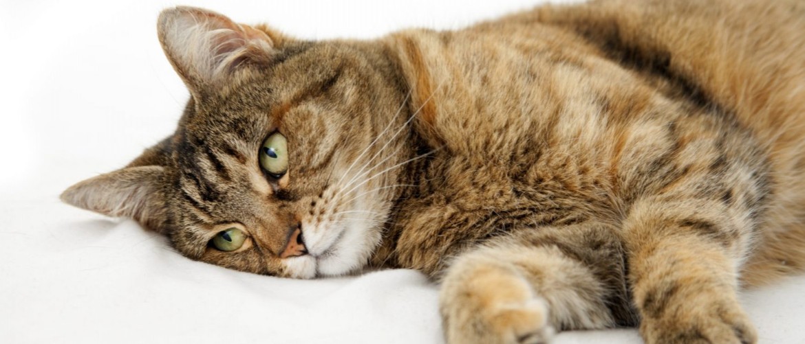 Почему кошку рвет после еды непереваренной пищей и что делать?