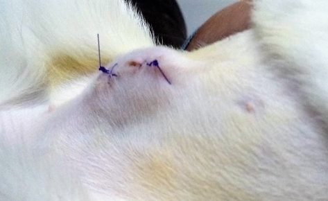 У кошки после стерилизации шишка на животе: причины