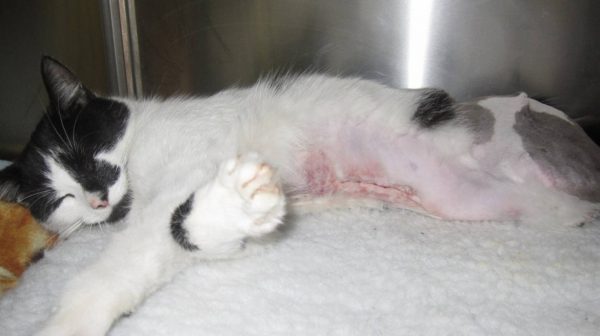 После стерилизации у кошки под швом шишка: что делать