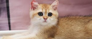 что можно кушать коту при мочекаменной болезни. Смотреть фото что можно кушать коту при мочекаменной болезни. Смотреть картинку что можно кушать коту при мочекаменной болезни. Картинка про что можно кушать коту при мочекаменной болезни. Фото что можно кушать коту при мочекаменной болезни