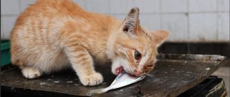Как кормить стерилизованных кошек