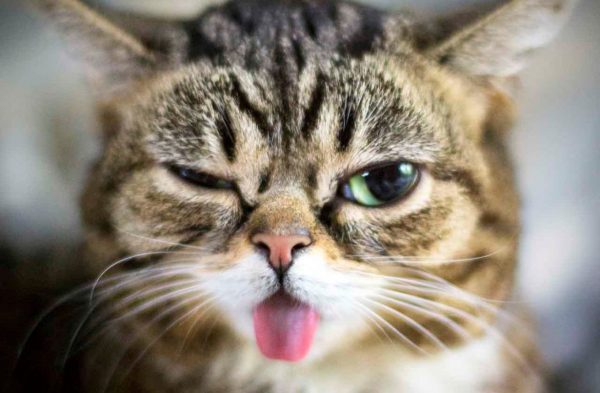 Виды рвоты у котов и симптоматика