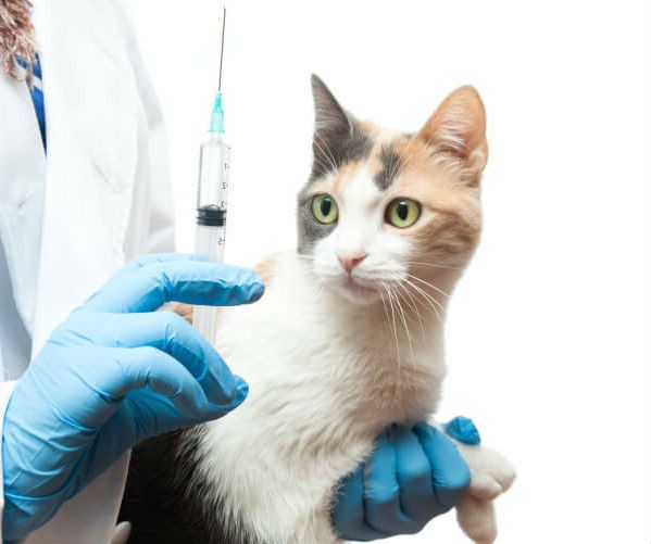 Зачем кошкам нужны прививки?