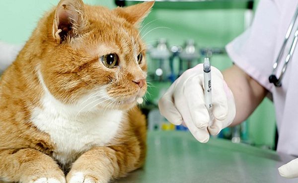 Какие прививки делают кошкам и когда