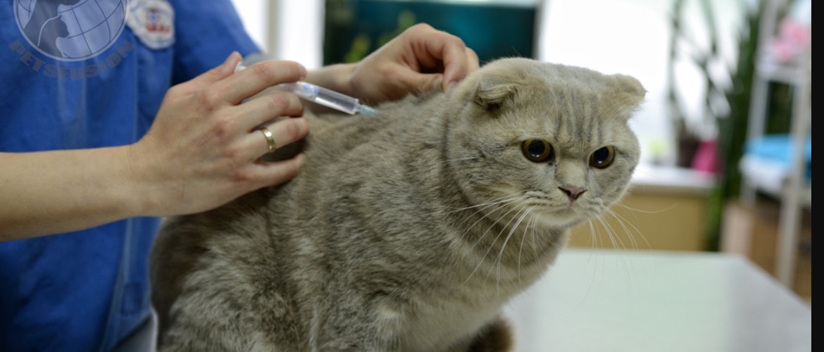 Как сделать прививку кошке