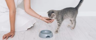 Можно ли кормящую кошку кормить влажным кормом