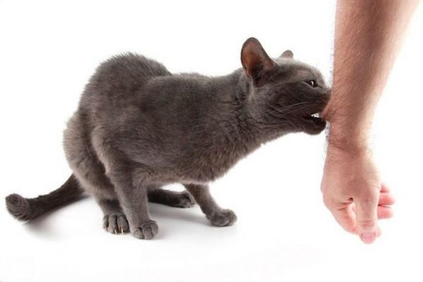 Укусила кошка, опухла рука: чем лечить