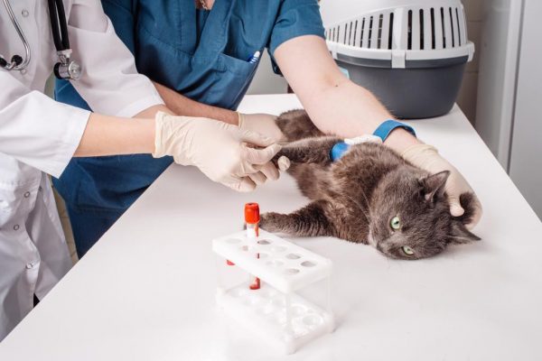 Анализы крови у кошек: виды и особенности процедуры