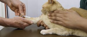 Котенок щурит глаз что делать. Смотреть фото Котенок щурит глаз что делать. Смотреть картинку Котенок щурит глаз что делать. Картинка про Котенок щурит глаз что делать. Фото Котенок щурит глаз что делать
