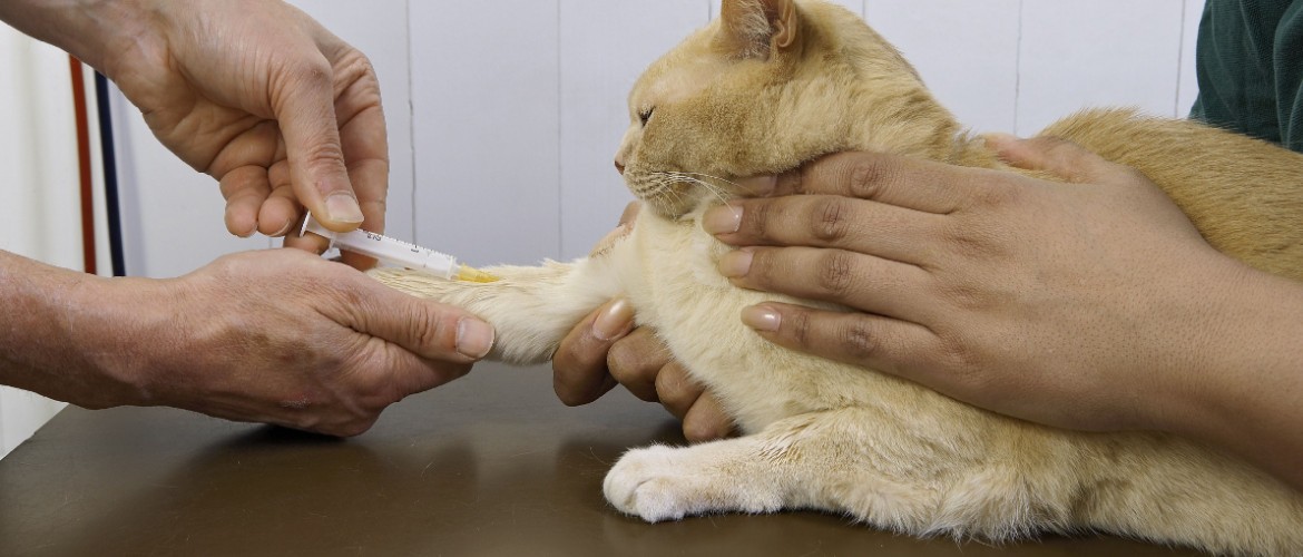 Как правильно сдать биохимический анализ крови у кошек