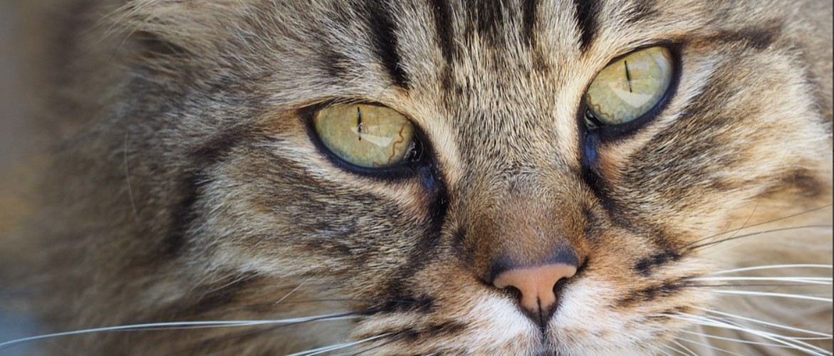 У кошки текут глаза  основные причины и методы лечения
