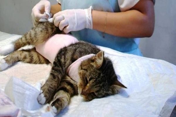 Стерилизация нерожавшей кошки: за и против