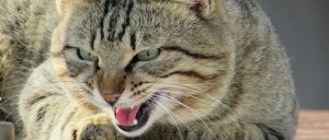 У кота слезится глаз и чихает чем лечить в домашних условиях