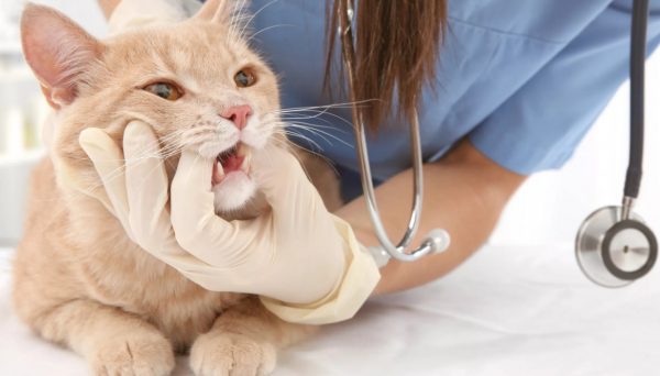 Кот тяжело дышит животом, не ест: физиологические и патологические причины, первая помощь, лечение