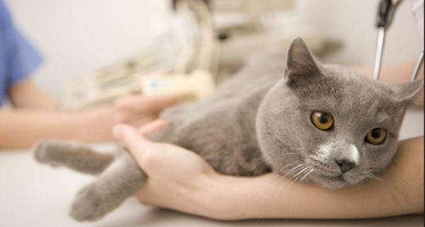 Камни в почках у кота: лечение