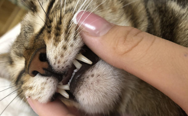 Зубы у кошки: схема, какое количество в зависимости от возраста, основные заболевания