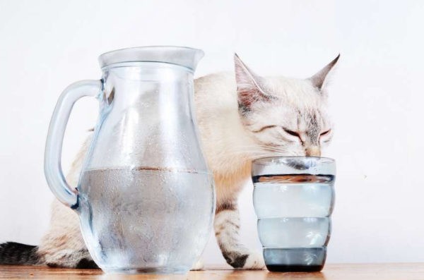 Кот пьет много воды
