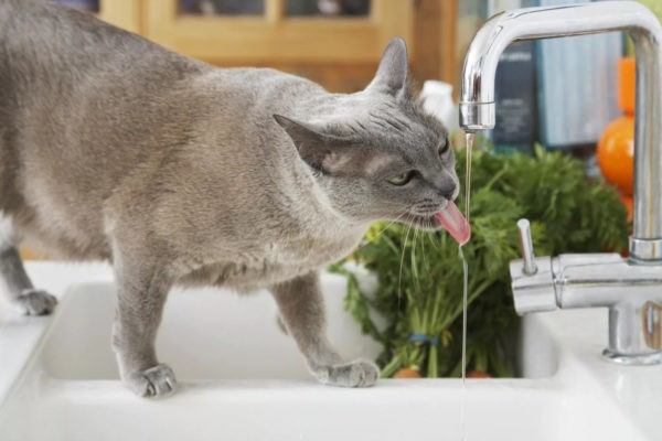 Кот много пьет воды и худеет